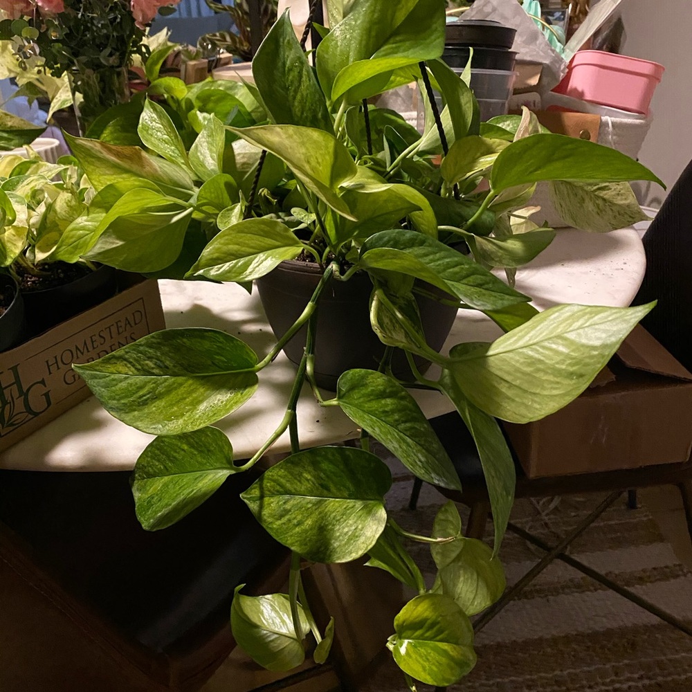 Jessenia for Cynthia